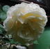 Proud Titania rose photo