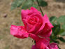 Beacon rose photo