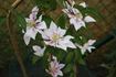 Andromeda clematis photo
