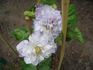 Veronica's Choice clematis photo