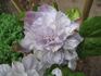 Veronica's Choice clematis photo