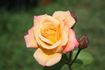 Antonella Fineschi rose photo