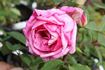 Charles de Legrady rose photo