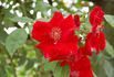 Graves de Vayres ® rose photo