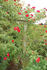 Graves de Vayres ® rose photo