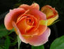 Sequoia Twist rose photo