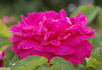 Baron de Gossard rose photo