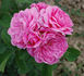 André Leroy rose photo