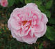 Freiburg II rose photo