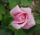 Freiburg II rose photo