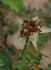 Freiburg II rose photo