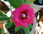 Magic Beauty rose photo