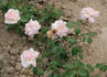 La Favorite rose photo