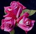 Vino Delicato rose photo