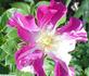 Sheer Stripes rose photo