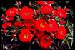 De Tourville rose photo