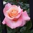 American Honor rose photo