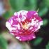 Jolly Cupido rose photo