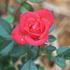 Colour Hit ® rose photo