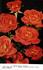 Roman Holiday rose photo