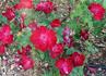 Hester Prynne rose photo