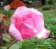 Unforgettable ® rose photo