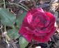 Illona rose photo