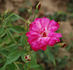 Pallida rose photo