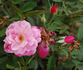 Pallida rose photo