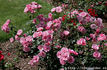 Skogul rose photo