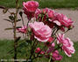 Skogul rose photo