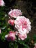 Pretty Polly rose photo