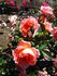 Hula Girl rose photo