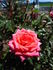 Little Vegas rose photo