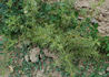 R. rugosa adiantifolia rose photo