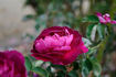 Baron de Bonstetten rose photo