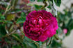 Baron de Bonstetten rose photo