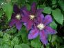 The Vagabond clematis photo