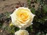 Mystery Girl rose photo