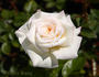 Twinkle little star rose photo