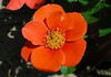 Halo Today rose photo