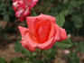 Amerlock rose photo