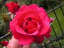 Dizzy Heights rose photo