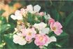 Chip's Apple Blossom rose photo