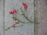 Chip's Apple Blossom rose photo
