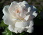 Helga rose photo