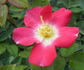 Laurent Nicolas rose photo