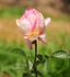 Great Expectations rose photo