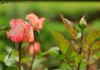 CANana rose photo