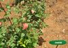 CANana rose photo